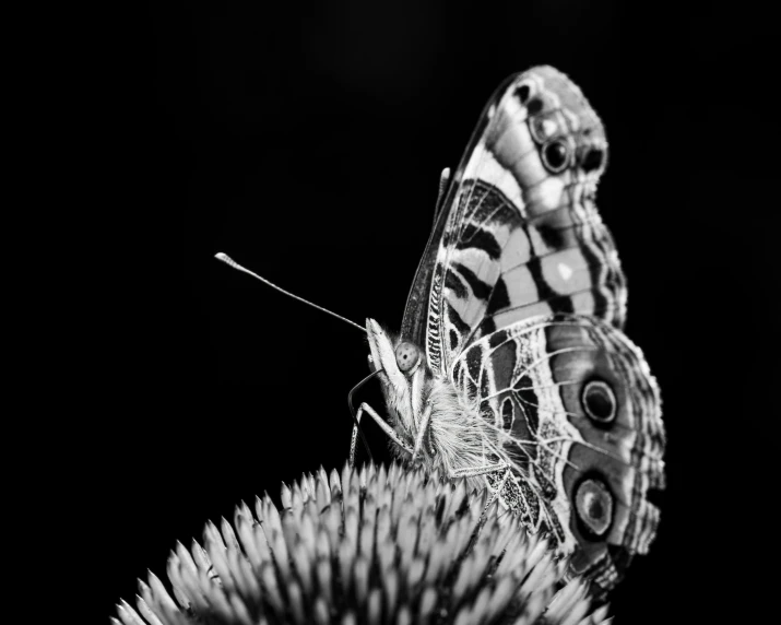 a large erfly is sitting on a cactus