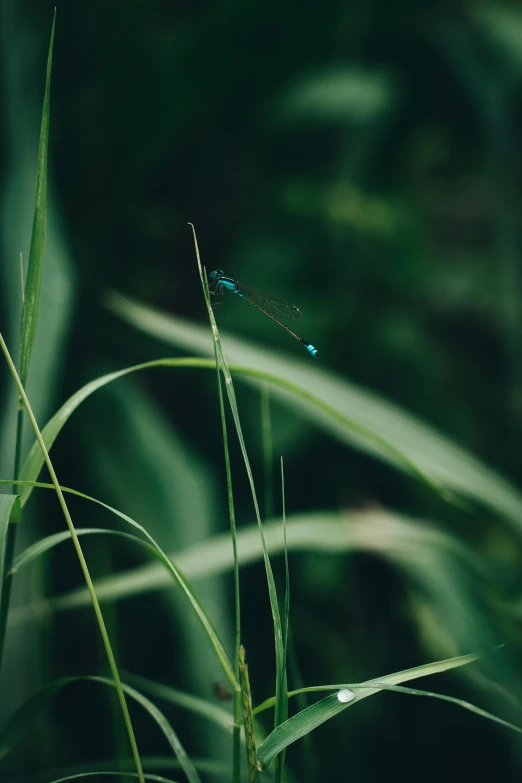 the green leaves are in focus on the stems