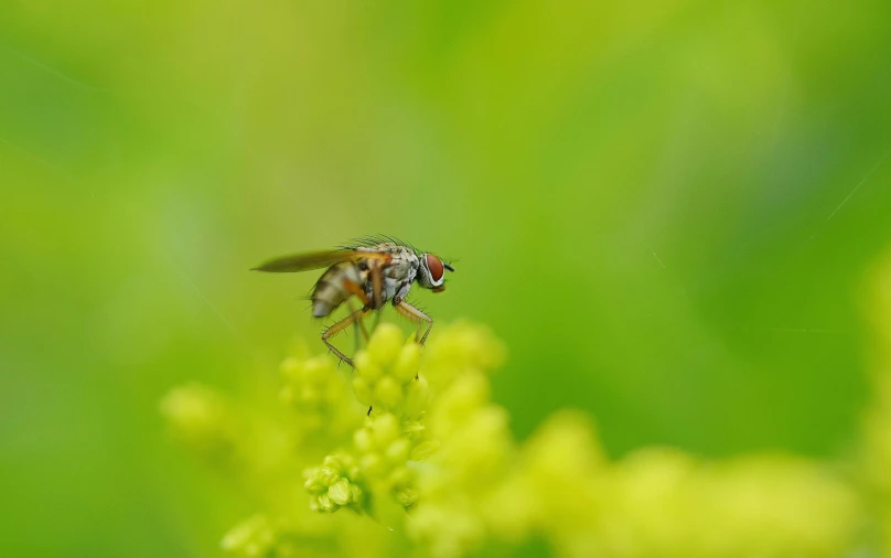 a honey bee is on a small green plant