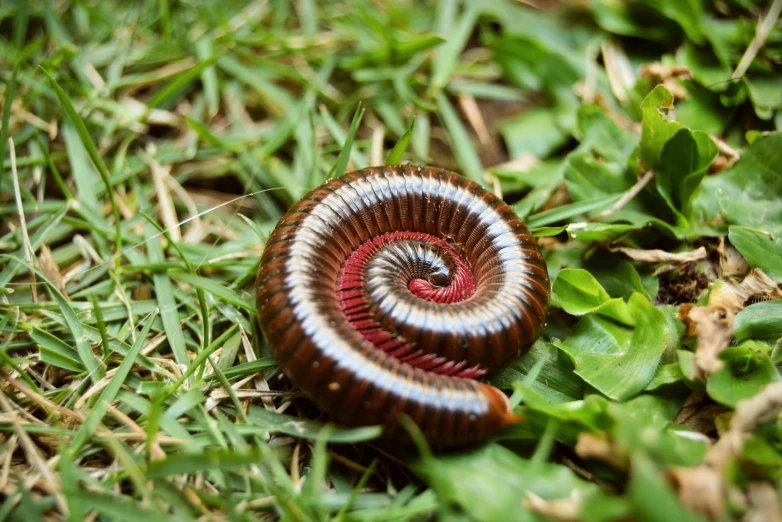 a red and white striped snail on the ground