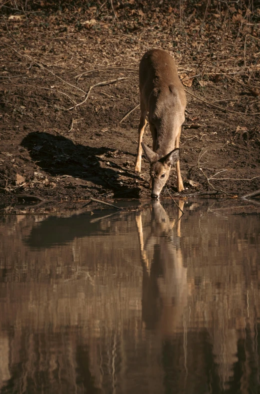 a brown animal standing in dirt next to water
