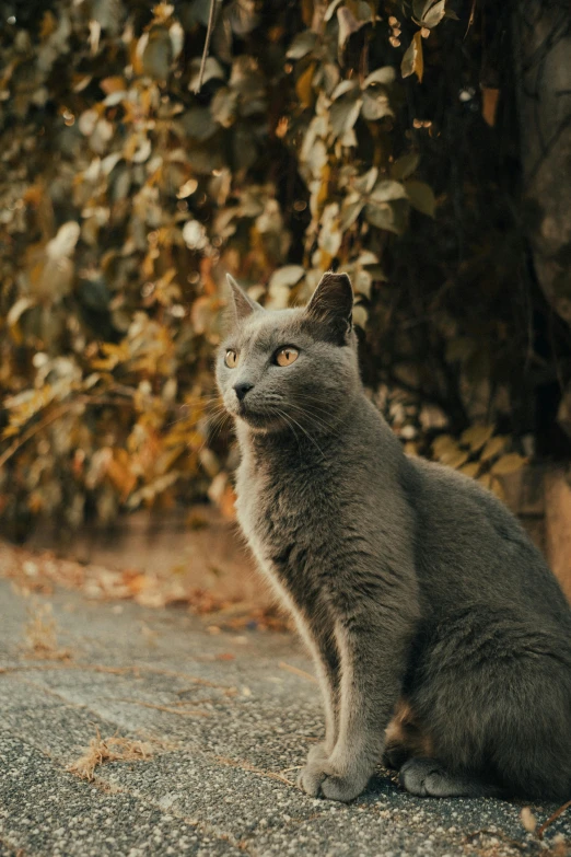 a cat sitting on a cement surface in front of a bunch of vines