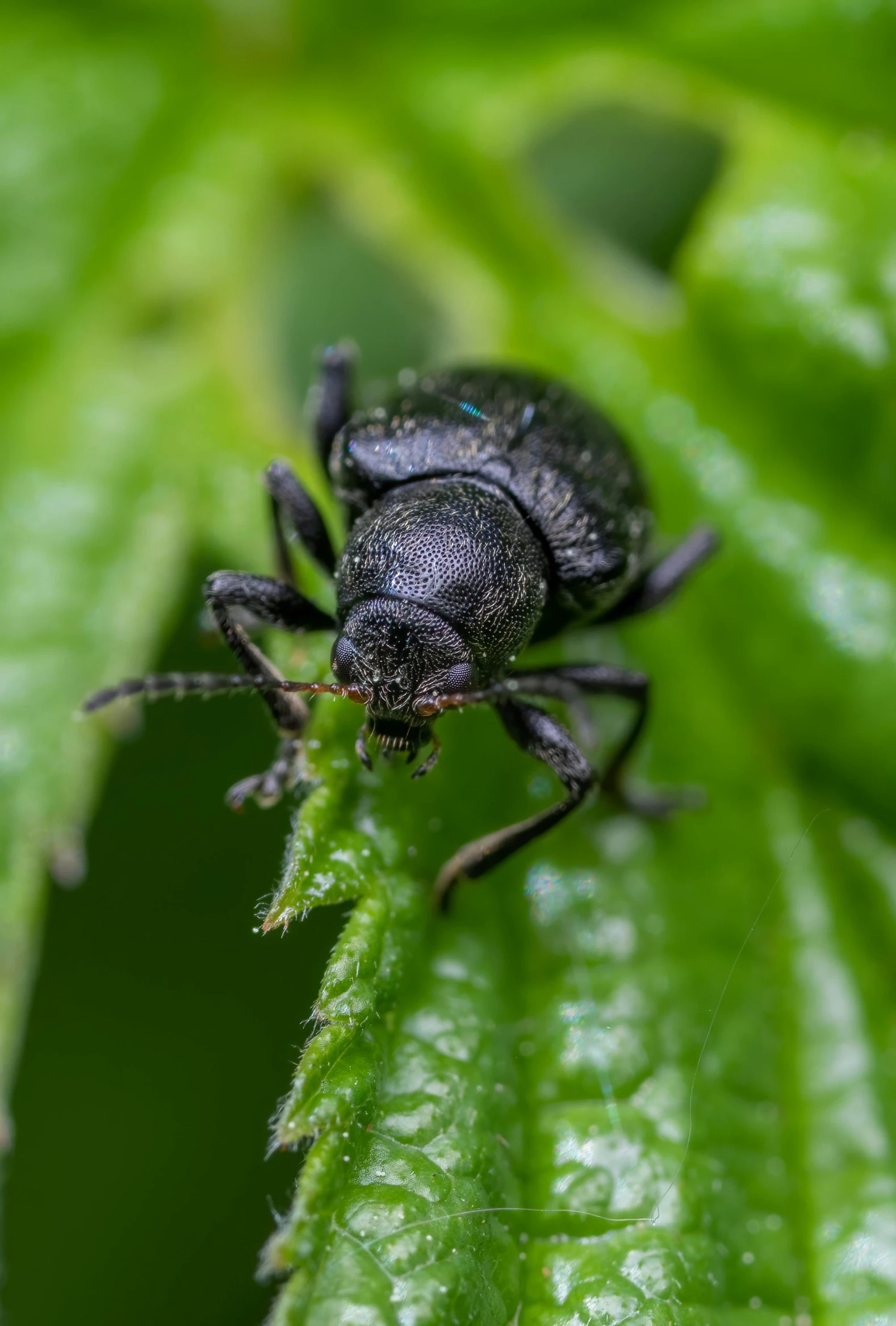 a bug is sitting on the tip of a green leaf