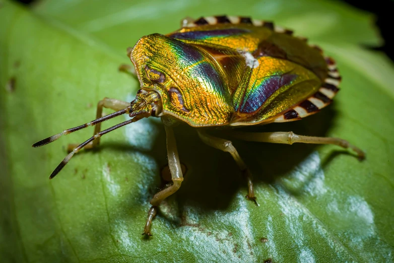 a bug that is sitting on top of a leaf