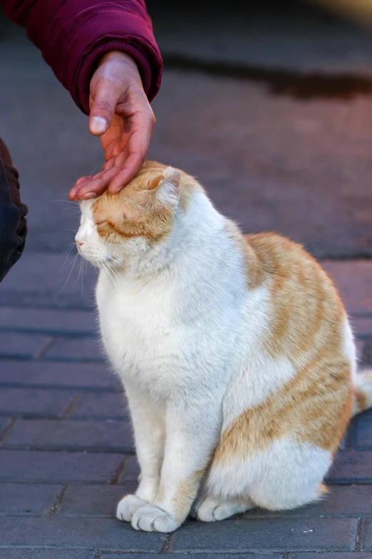 a close up of a person touching a cat