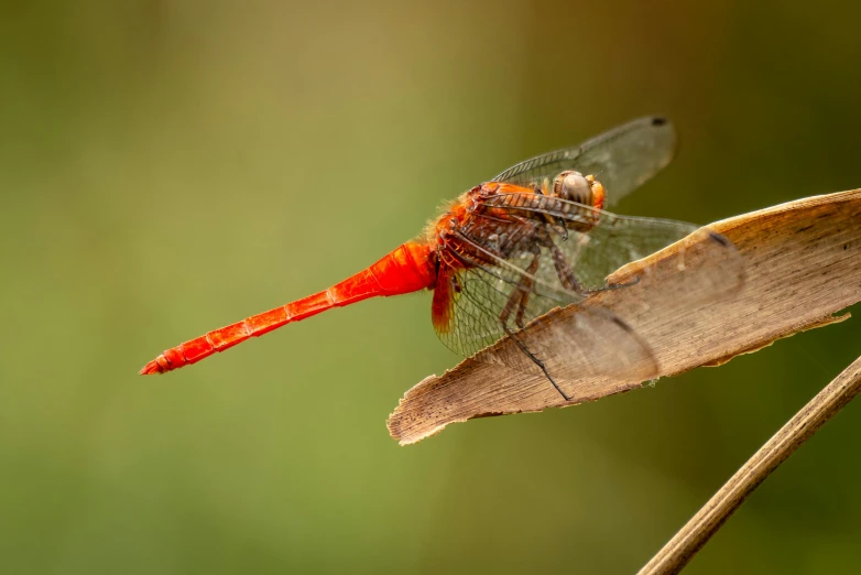 a beautiful orange and yellow insect is sitting on a flower