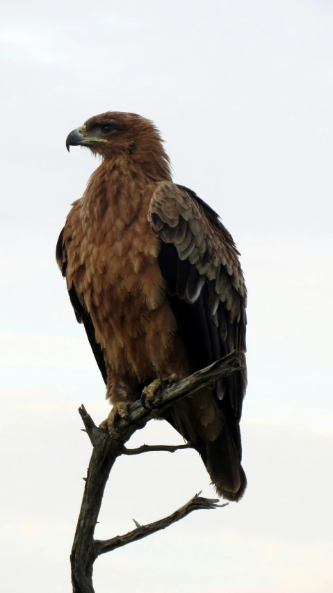 a bird sitting on the tree nch looking around