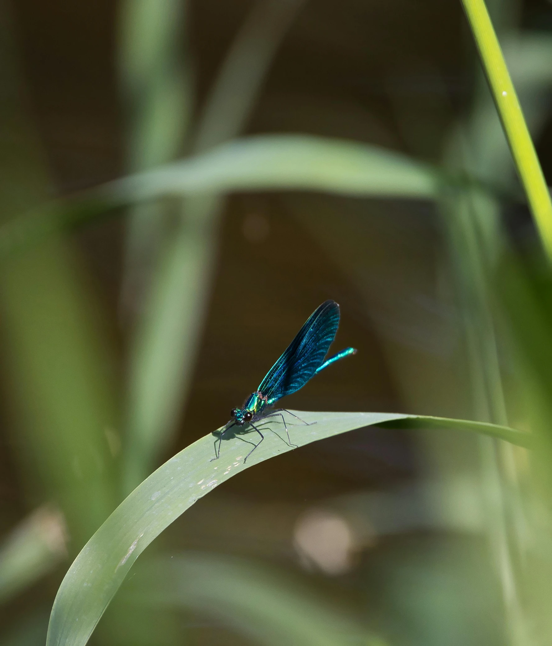 a small blue insect sitting on a green plant