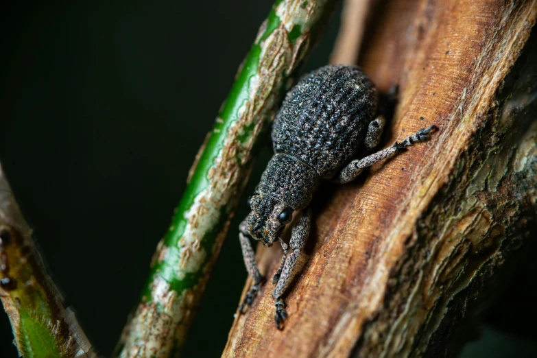 a bug sitting on top of a tree nch