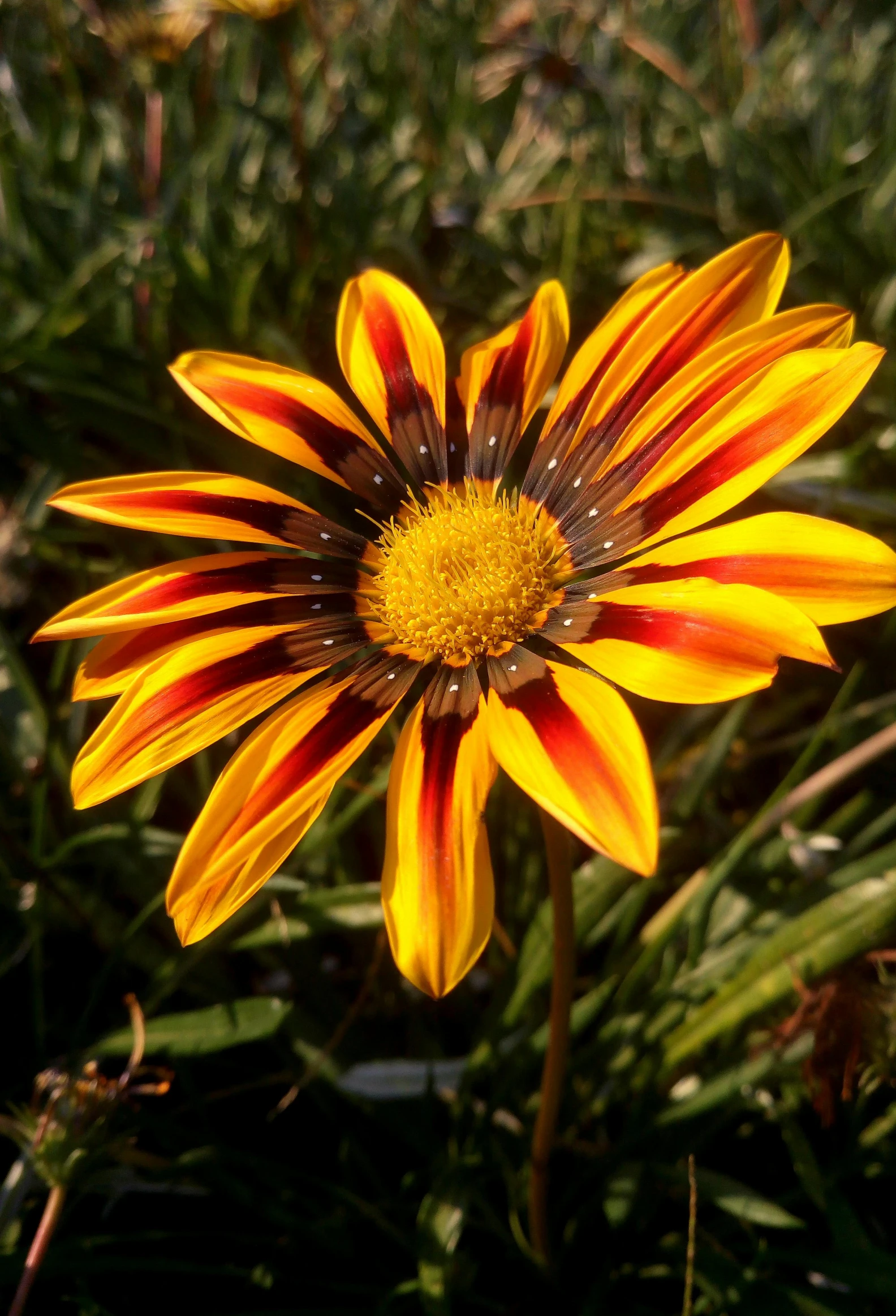 closeup of an odd colored flower in grass