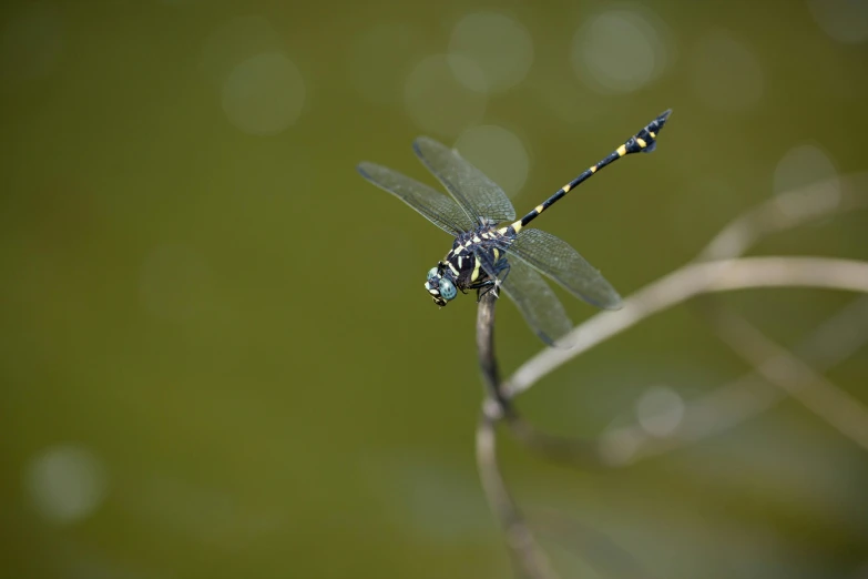 a close - up of a dragonfly resting on a plant