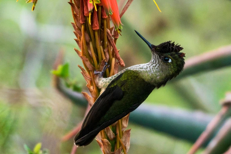 a green bird sitting on a nch next to a bunch of flowers