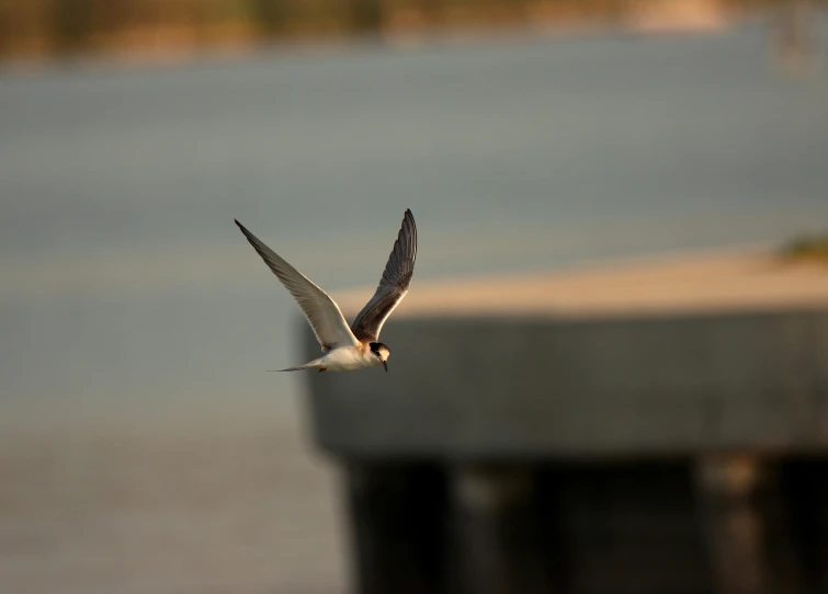 a bird flying low to the ground with its wings spread