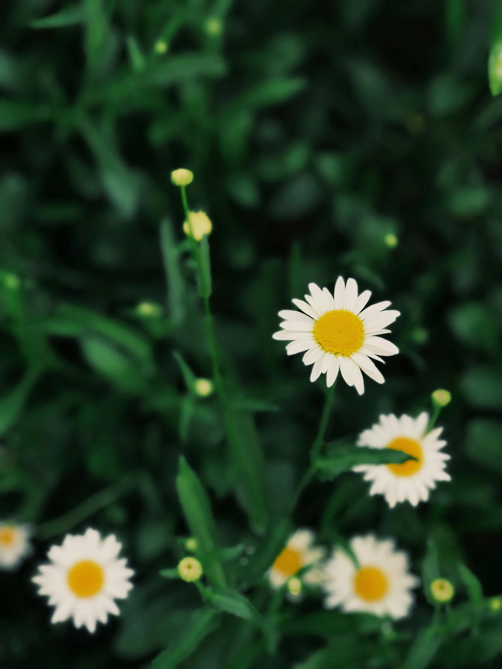 a close up view of flowers and grass