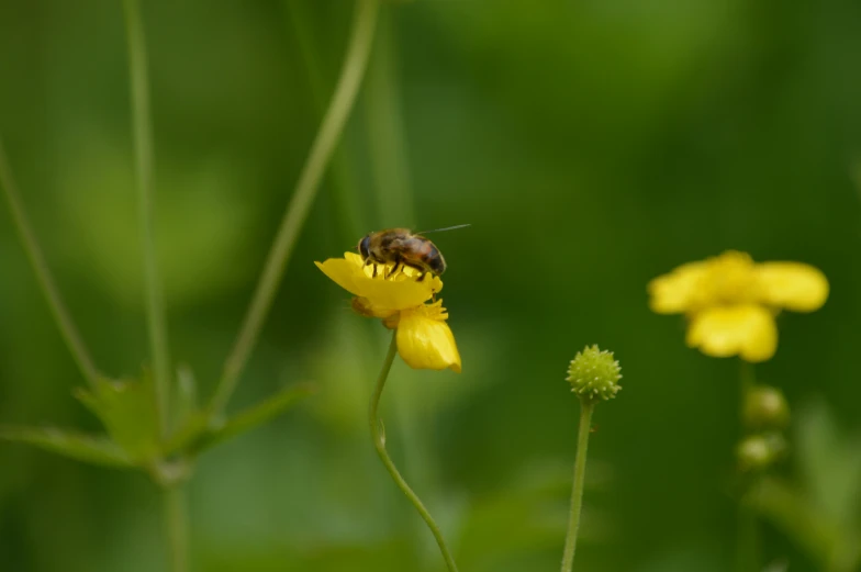 a bee on top of a yellow flower