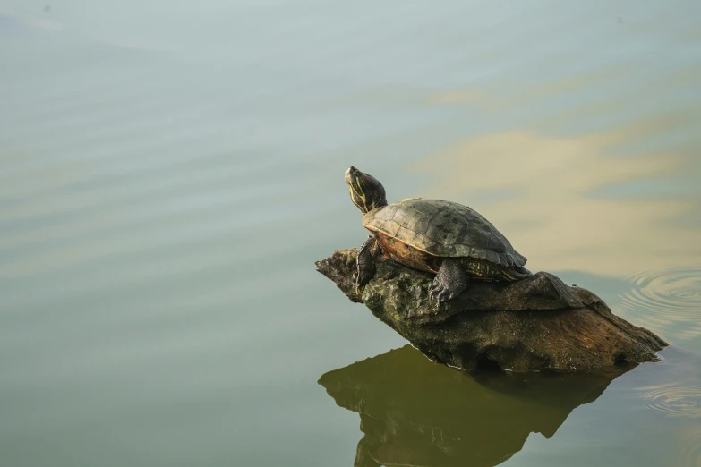 a turtle sitting on a piece of wood floating in a pond