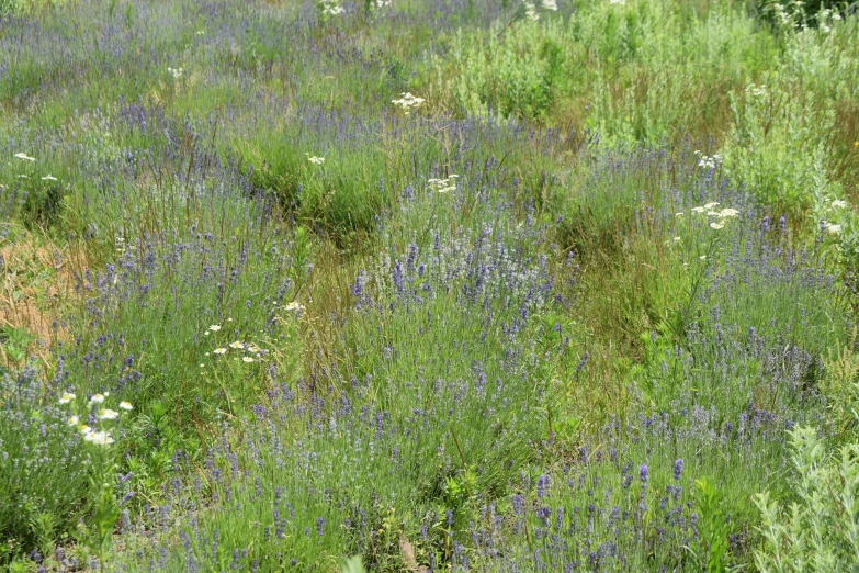 a green field with a blue and white bear in the middle of it