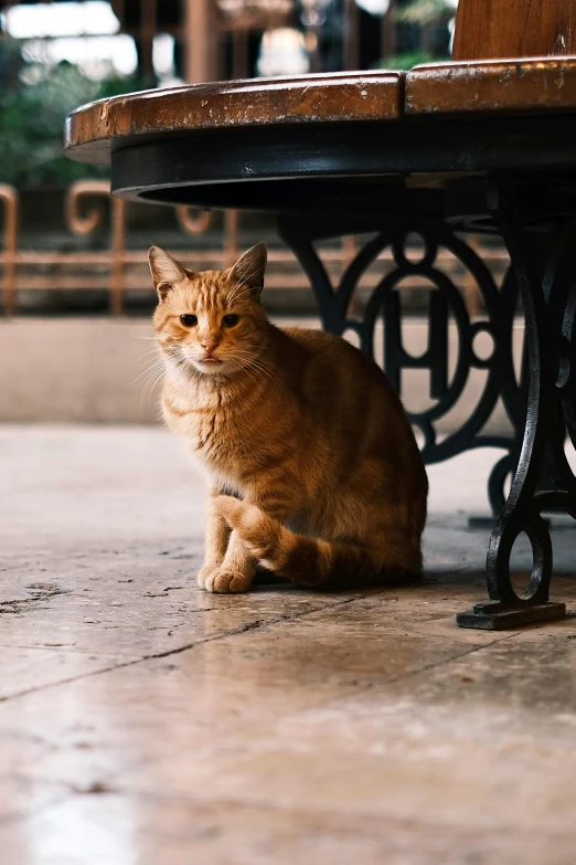 a cat sitting under a wooden bench on the pavement