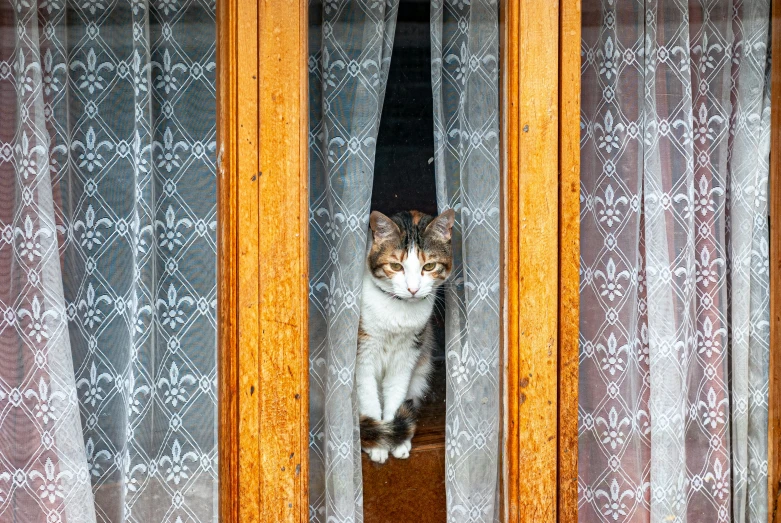 a cat standing behind curtain while looking out of it