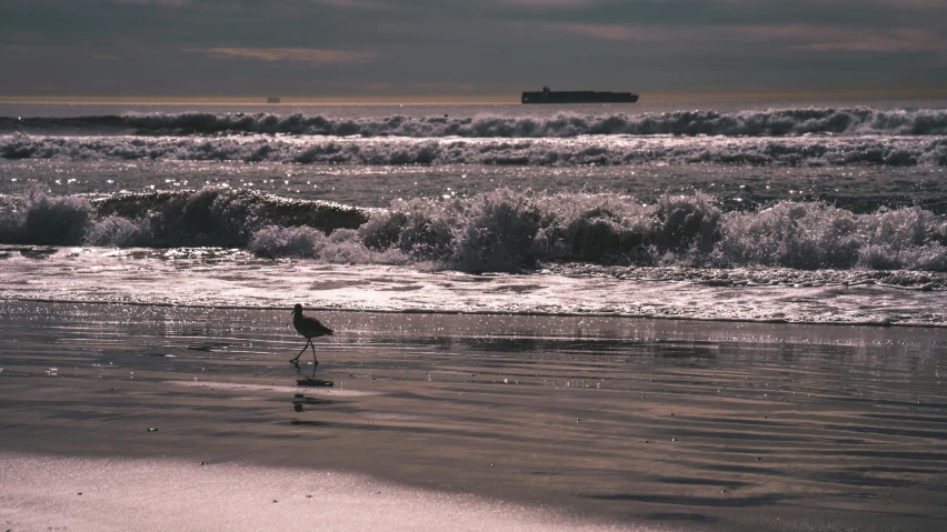 a bird walks along the beach in front of an ocean