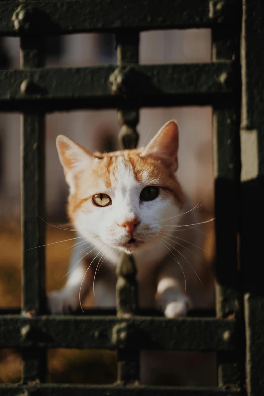 a orange and white cat staring through a gate