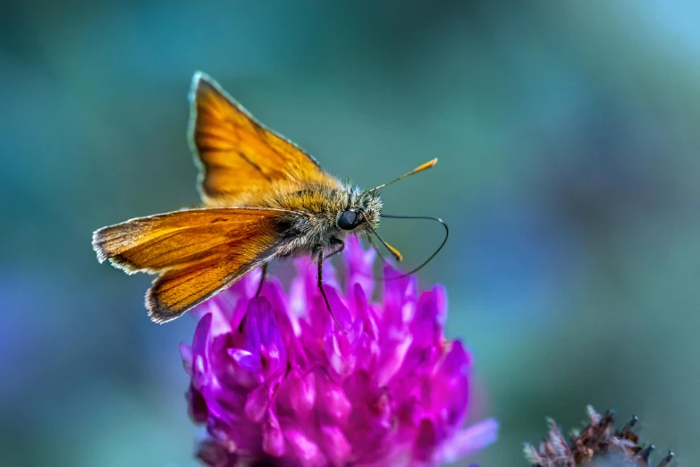 an orange and white erfly sitting on a purple flower