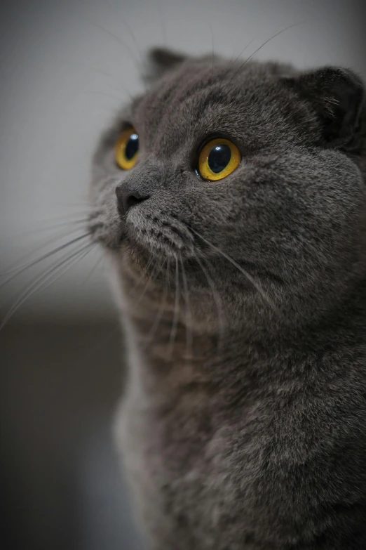 a close up view of a cat with large yellow eyes