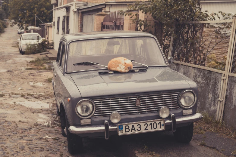 a car with an orange animal sleeping on the hood