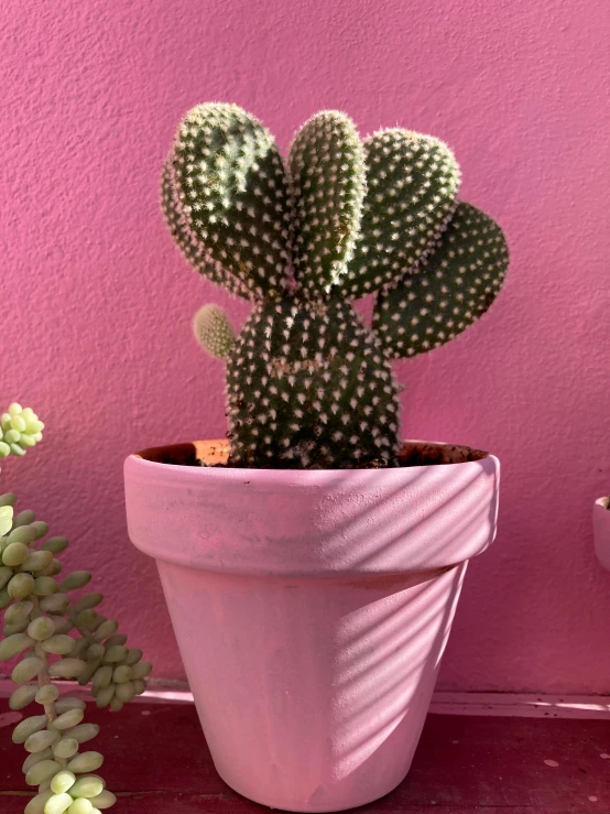 a close up of a plant in a pot