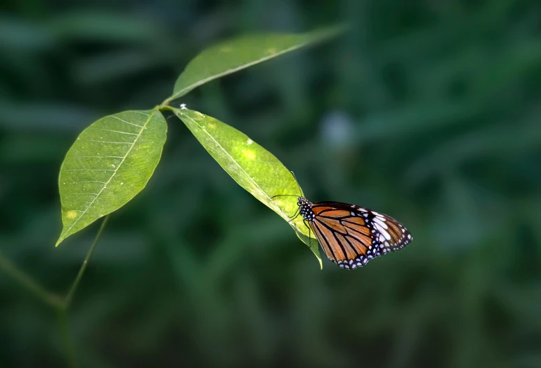 the beautiful orange erfly is sitting on the green leaf