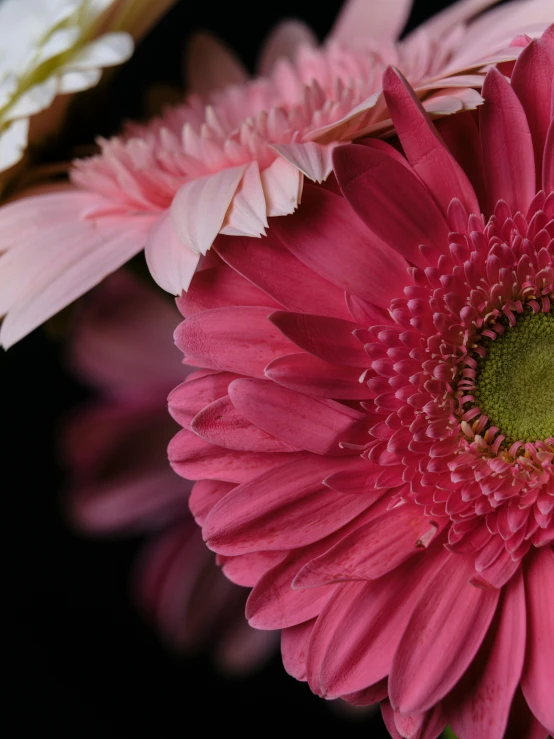 closeup of pink and white flowers in a vase