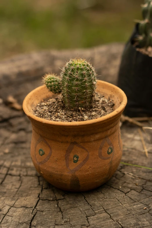 there is a small potted plant sitting on a tree trunk