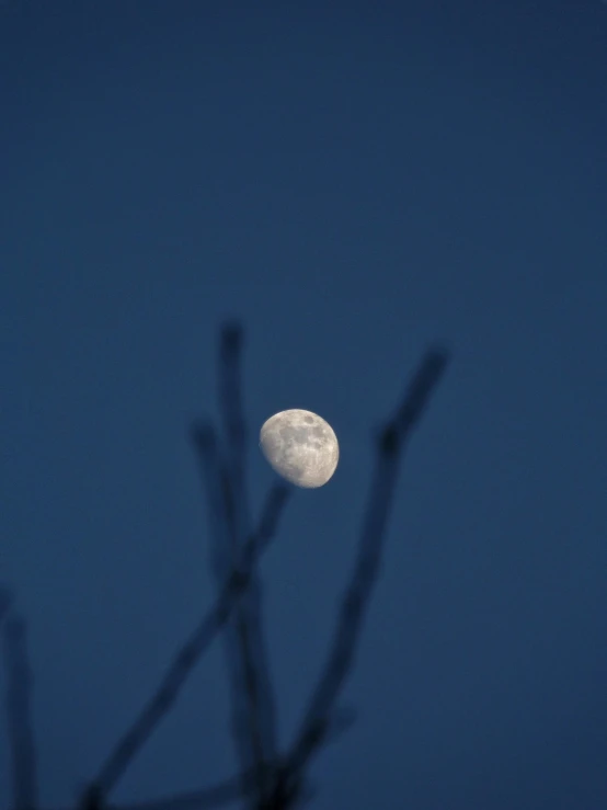 a full moon shines in the sky, seen through nches