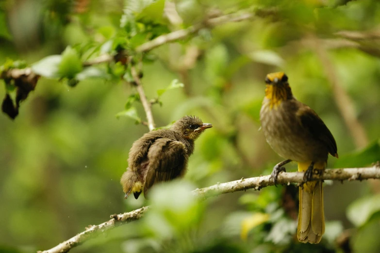 there are two birds sitting on a tree nch