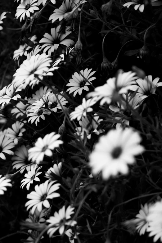 a bunch of flowers on top of a lush green field