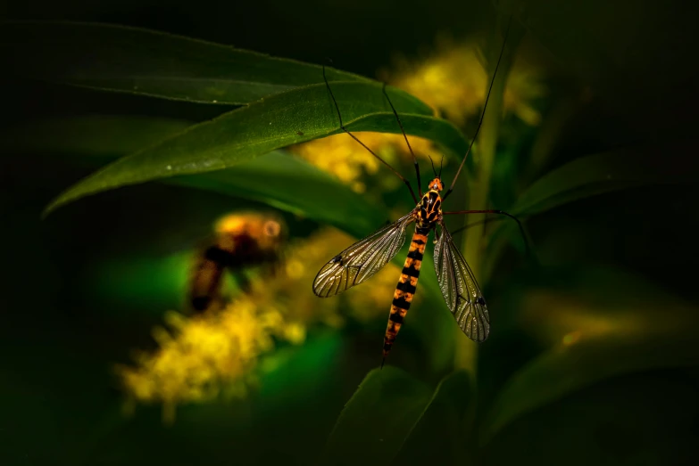 some yellow and black plants and a brown dragonfly