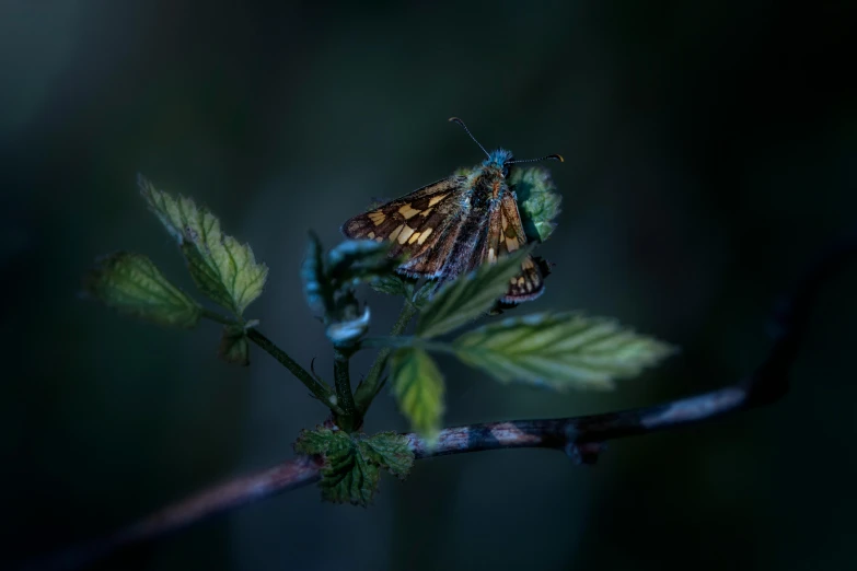 a brown and white erfly is resting on a twig