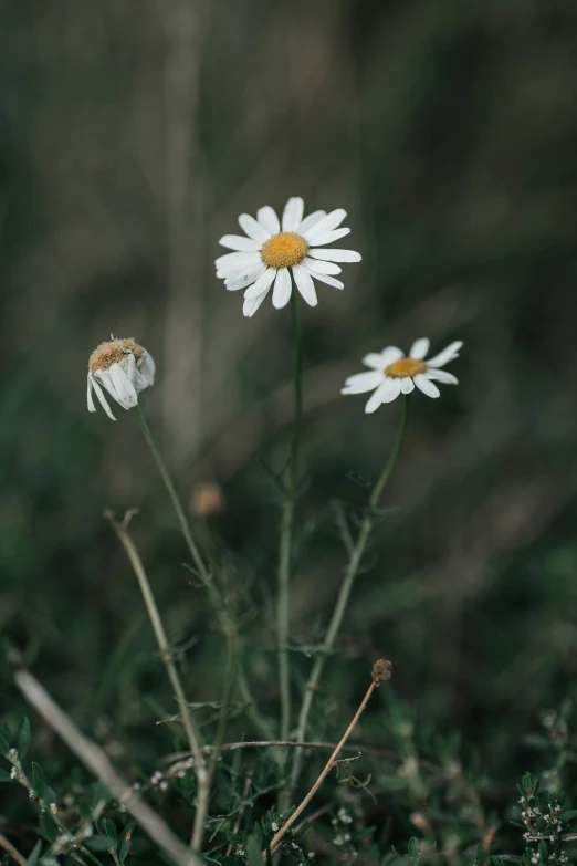 flowers and grass in the open with a blurry background