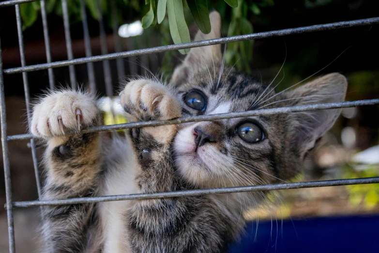 a gray black and white kitten reaching its paw out of a cage