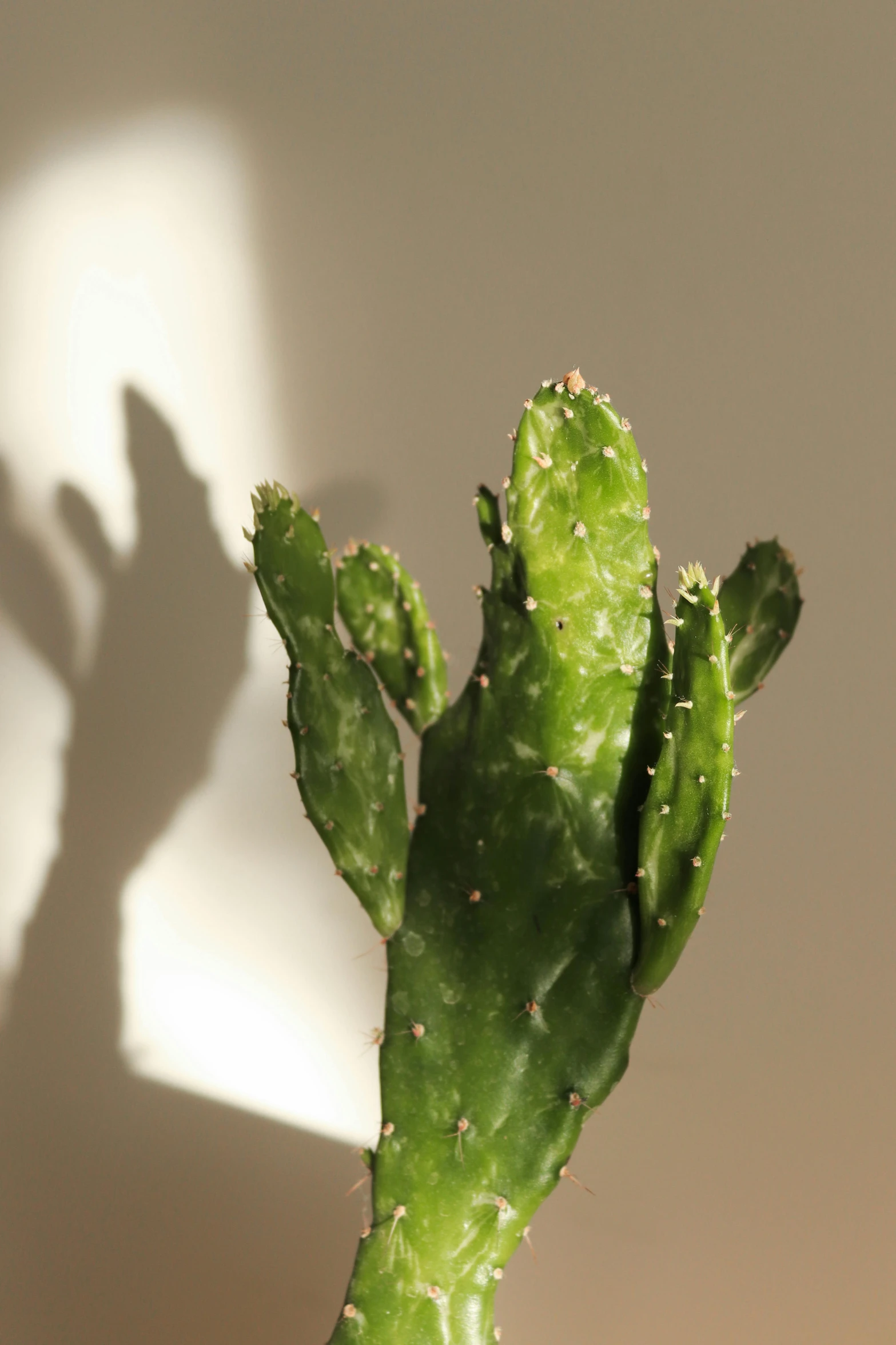 a cactus with leaves is casting a shadow