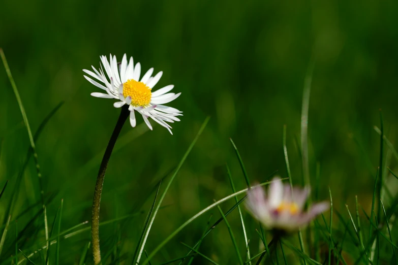 a single daisy in a grassy field with another daisy in the background