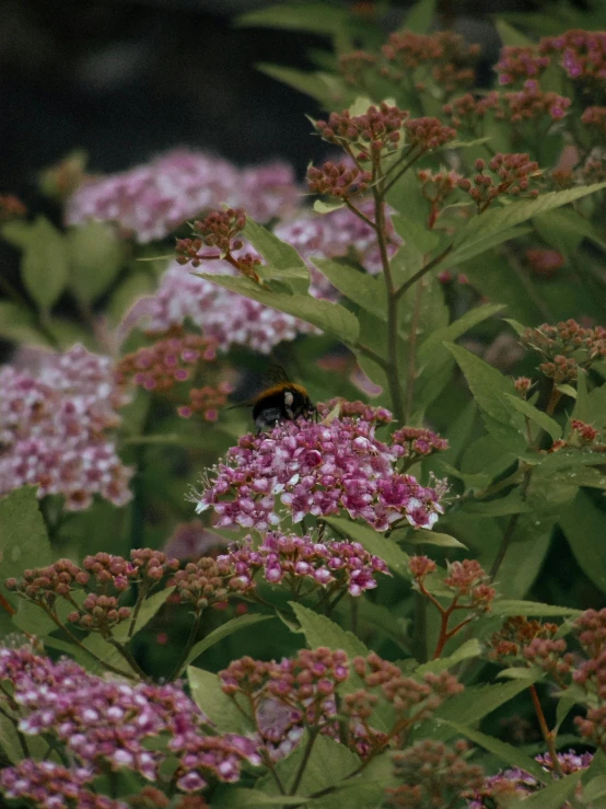 a yellow and brown bug sitting on top of flowers