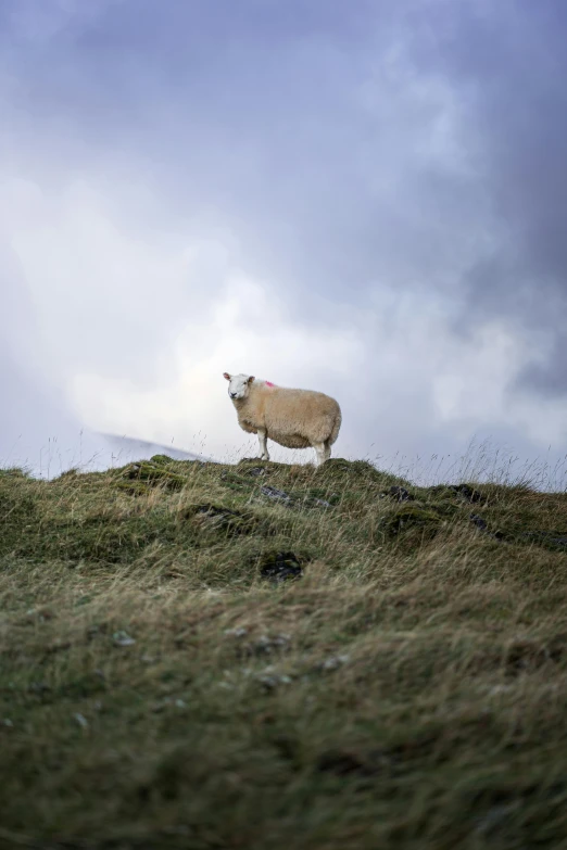 sheep stand on the edge of a hill under cloudy skies