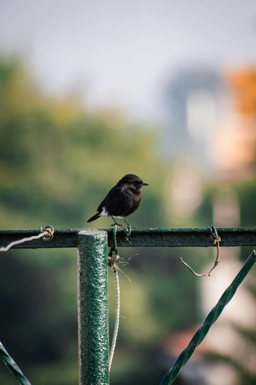 a small bird standing on the top of a wire