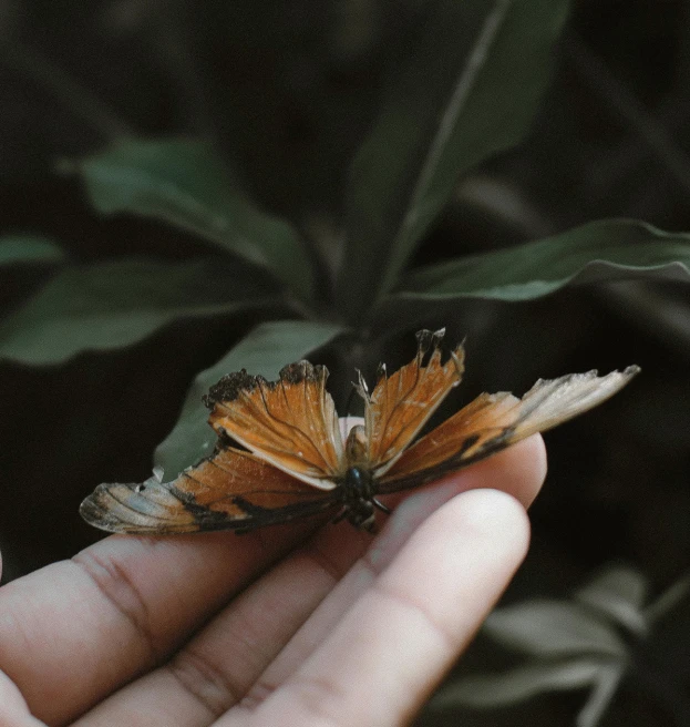 a erfly with a body in the palm of someone's hand