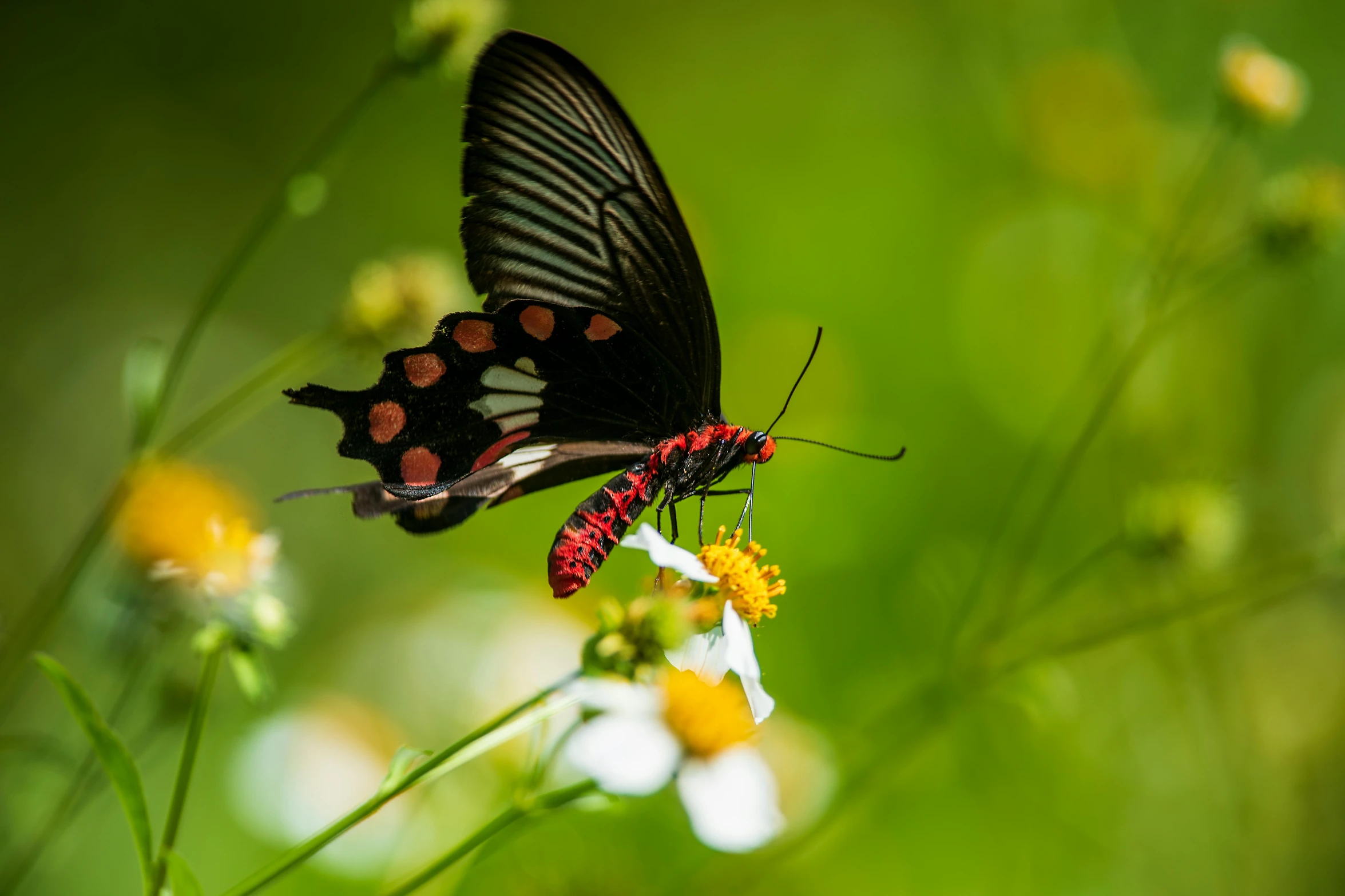 two erflies are resting on the flowers