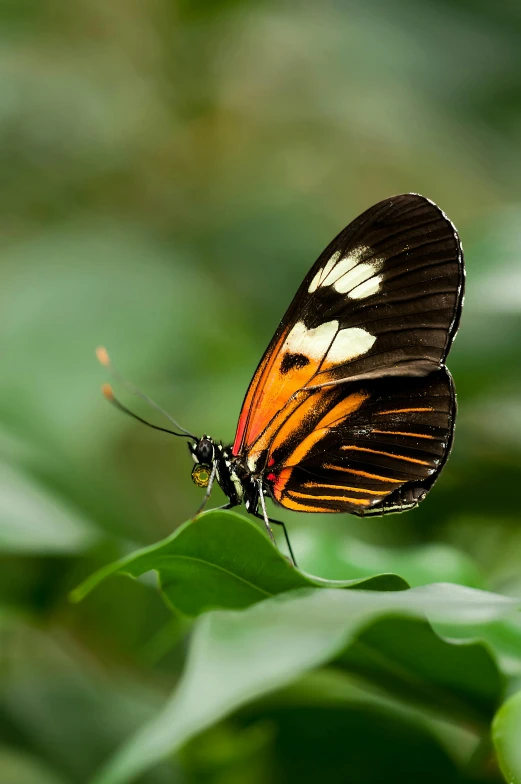 a large yellow erfly perched on a leaf