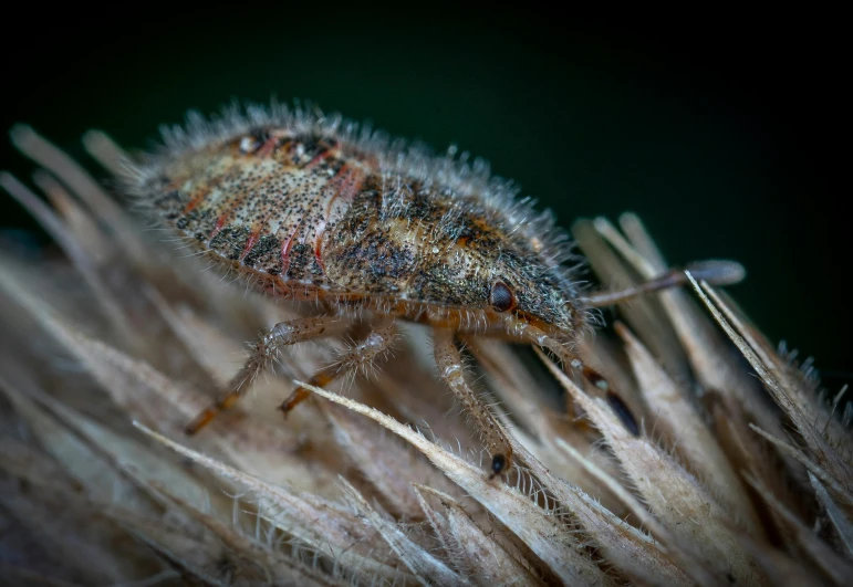 close up s of insect on dried plant