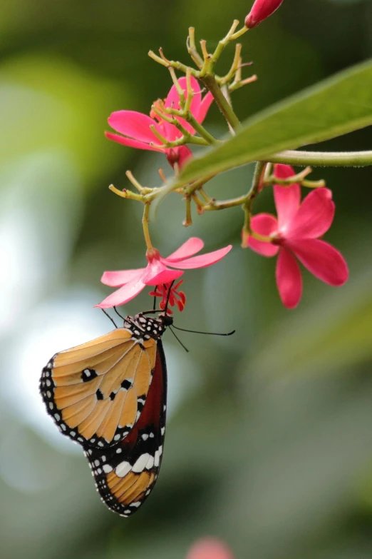 a erfly sitting on a pink flower with the wings open