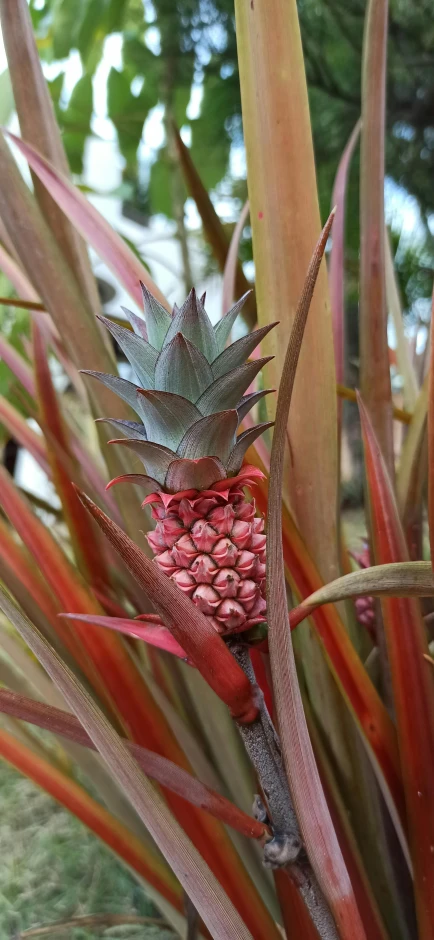 an image of a pineapple growing in a bush